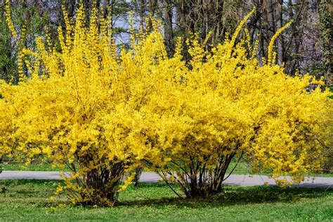 Low Maintenance Shrubs All Year Round