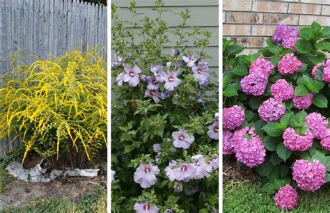 Low Maintenance Shrubs Zone 5
