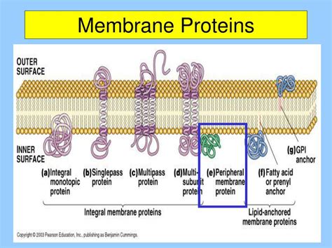 Low Protein Binding Membrane