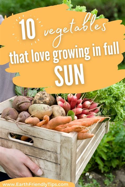 40+ Vegetables That Grow In Shade Get Busy Gardening Vegetables