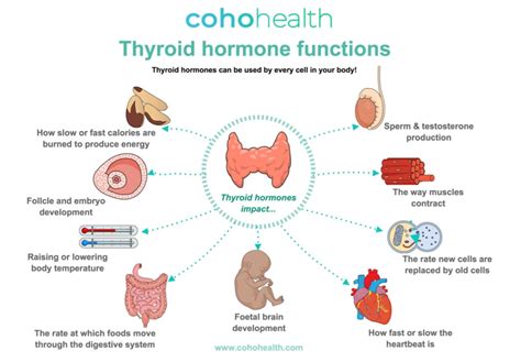 low testosterone and thyroid function