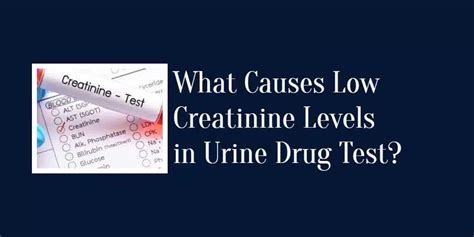 Low Urine Creatinine Levels: Causes and Health Implications Explained