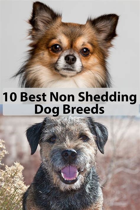 Low Maintenance Small Dogs That Don t Shed