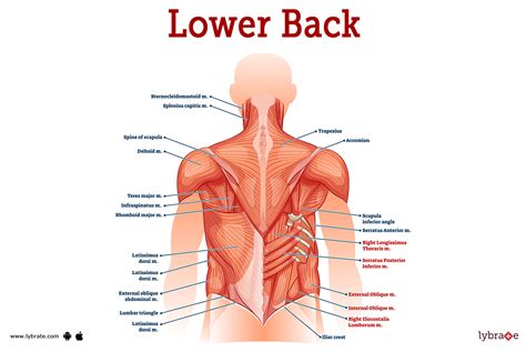 Lower Back Anatomy Tendons