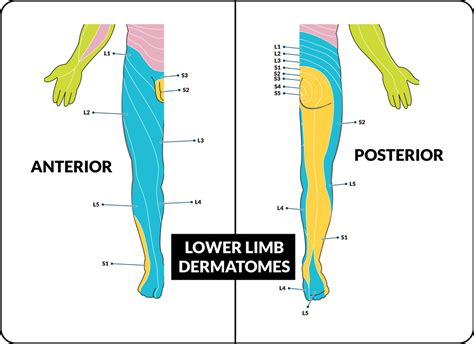 Lower Extremity Dermatome Chart