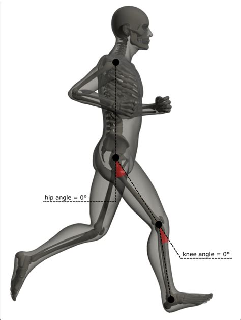 Lower Limb Running Kinematics