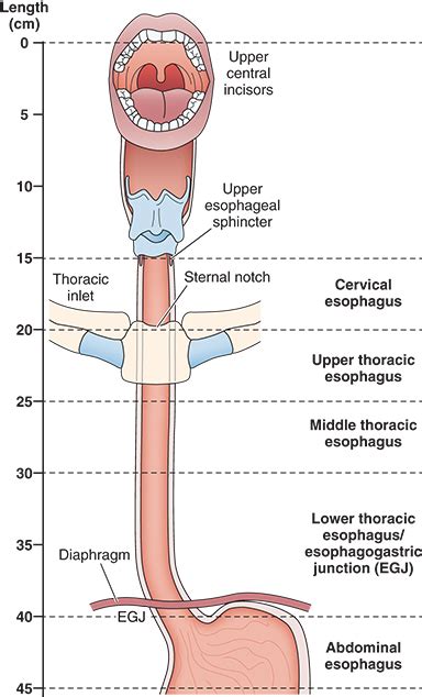 lower third esophagus location