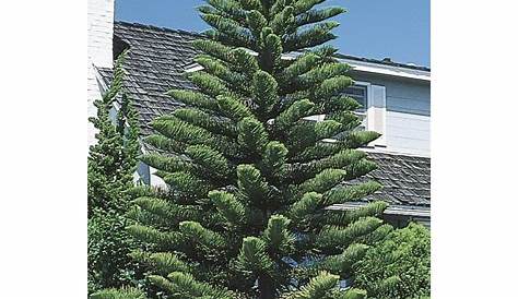 15oz Decorated Norfolk Island Pine in Plastic Pot (L5444hp) at
