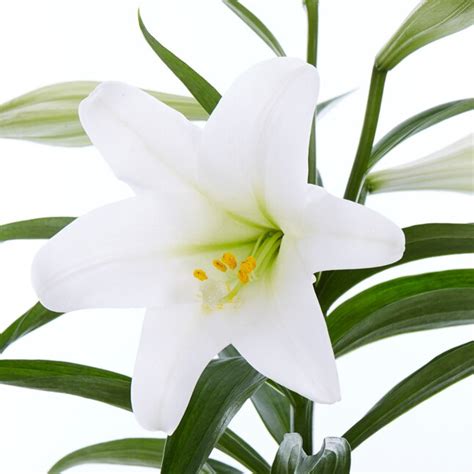 Lowes Easter Lily