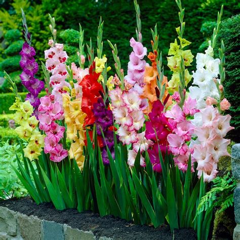 Lowes Gladiolus Bulbs