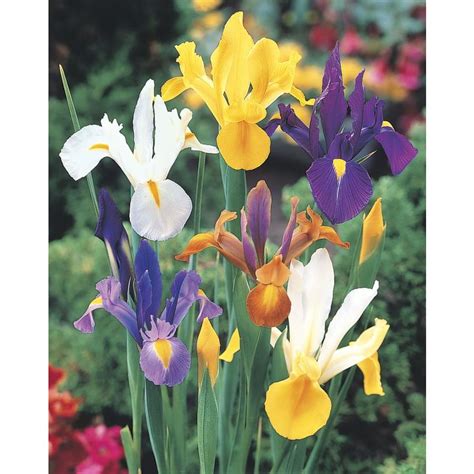 Lowes Iris Bulbs