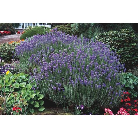 lowes lavendar