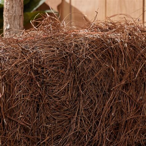lowes pine straw