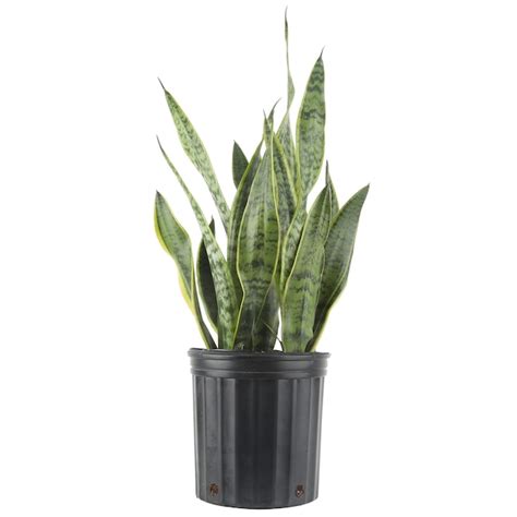 lowes snake plant