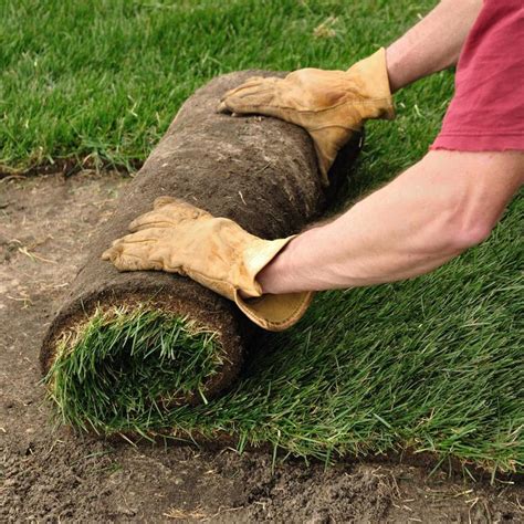 lowes sod rolls