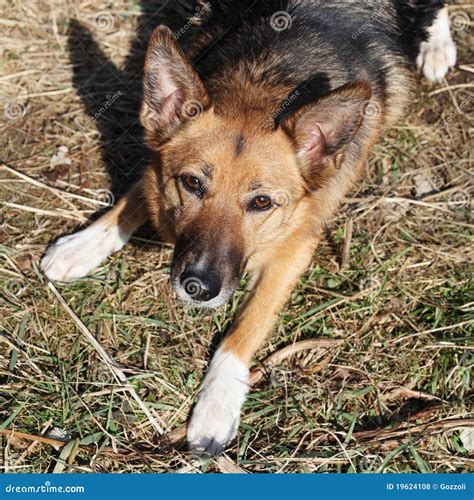 loyal german shepherd