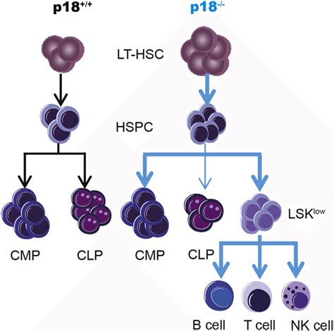 lsk cells