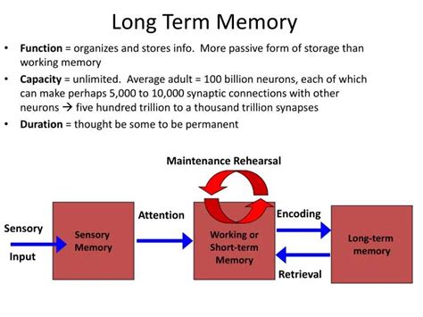ltm meaning finance: long term memory