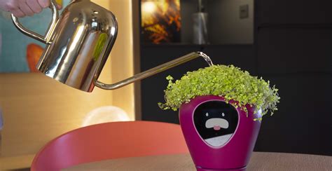 Blumentopf lua Top 5 Modelle im Test