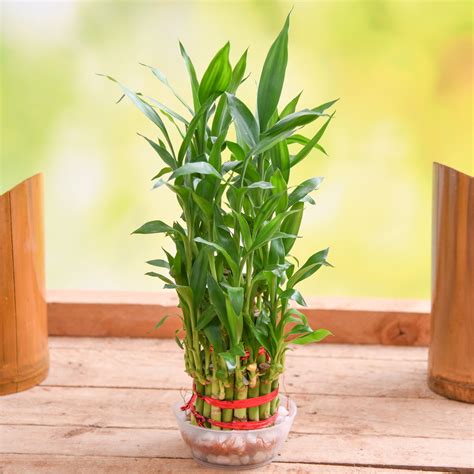 Lucky Bamboo Indoor Plant Care & Growing Guide