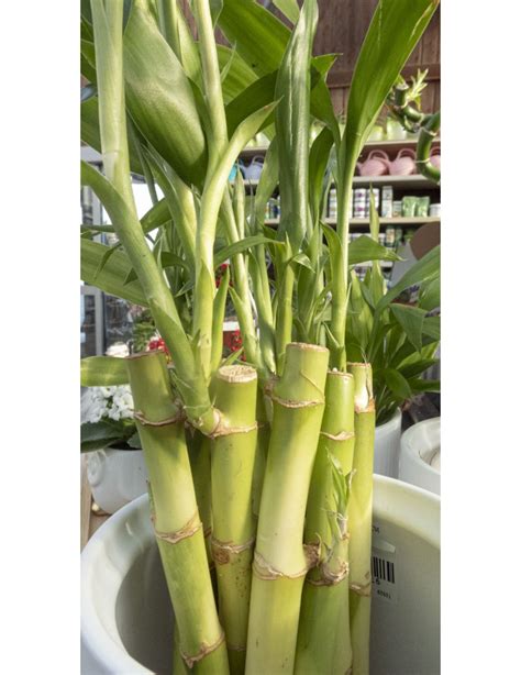 Lucky Syn: Unveiling the Enigmatic Treasures of Synchronicity in Our Lives