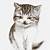 lukisan kucing comel