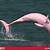 lumba lumba pink di sungai amazon