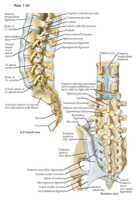 Lumbar Joint Definition