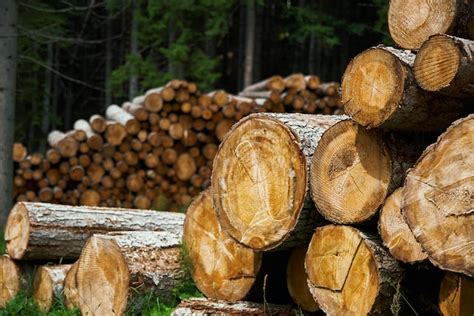Lumber Companies Who Buy Trees