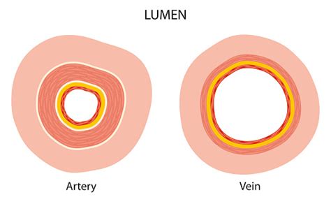 lumen artery and vein