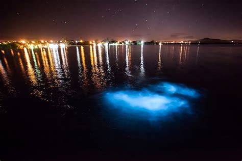 luminous lagoon jamaica why does it glow