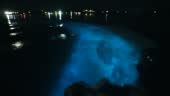 luminous lagoon microorganisms