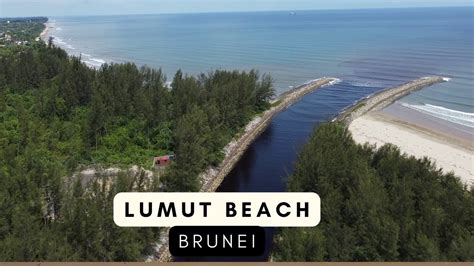 lumut brunei