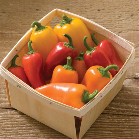 Sweet Pepper 'Lunchbox Mix' F1 Hybrid seeds Thompson &