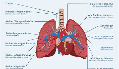Lungenarterie: Anatomie und Funktion | Medi-Karriere