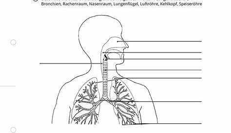 15 Arbeitsblatt atmung Und Blutkreislauf | Anatomie lernen, Ausbildung