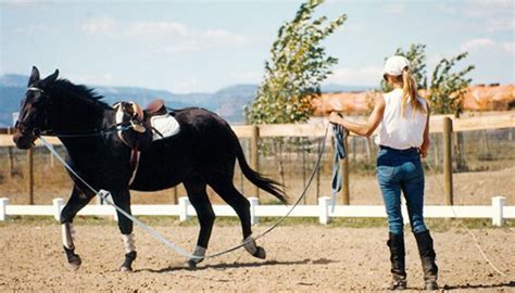Lunging A Donkey