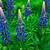 lupin plant