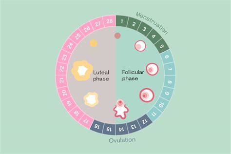 Luteal Phase Calculator The Exact Formula to Use