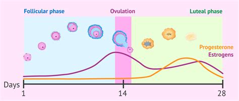 Luteal Phase Constipation