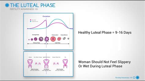 Luteal Phase Variation
