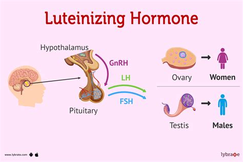 Understanding Elevated Luteinizing Hormone Levels in Women