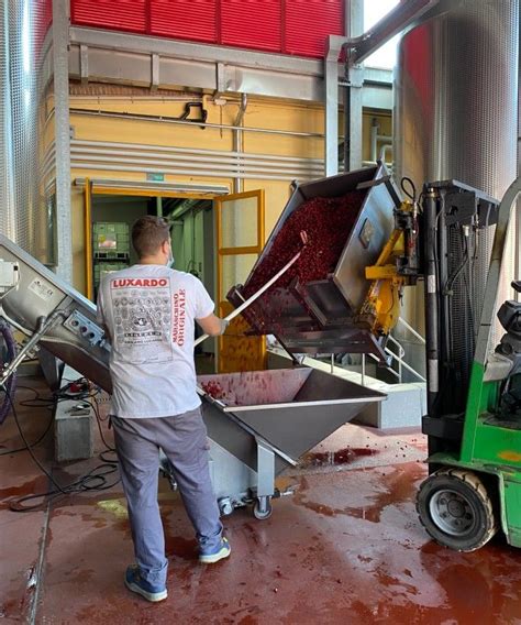 Luxardo Cherry Factory