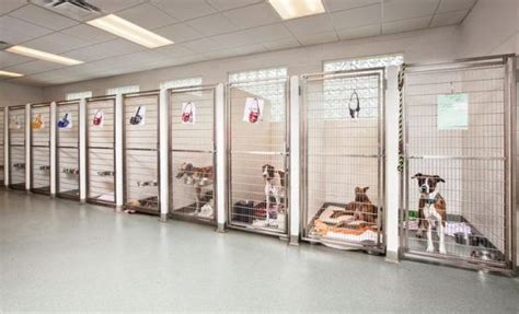 luxury indoor dog kennels