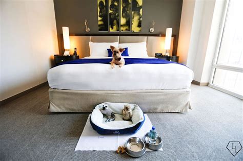 luxury pet friendly hotels in new york city