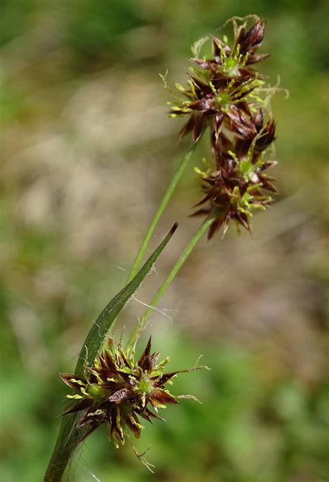 luzula campestris l. dc