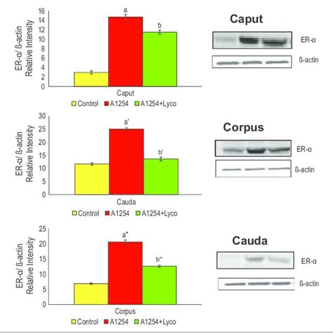 Lycopene Estrogen