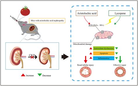 Lycopene Inflammation