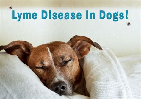 lyme disease dog antibiotics