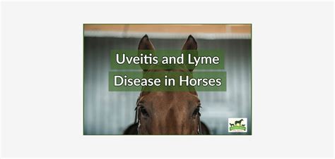 lyme disease in horses merck vet